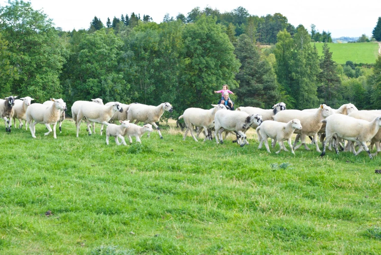 a man herds his sheep across a field