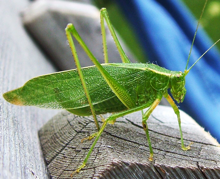green grasshopper, in close up on wood plank