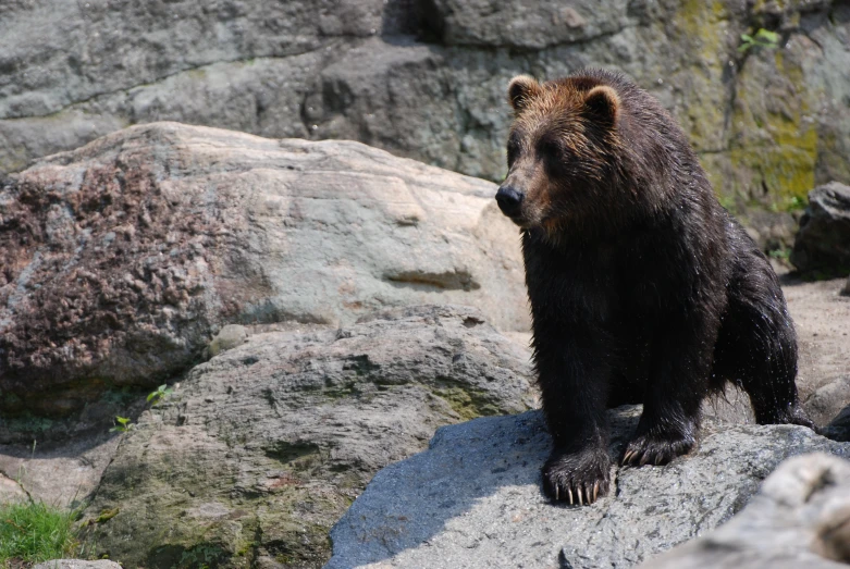 there is a large bear that is standing on some rocks