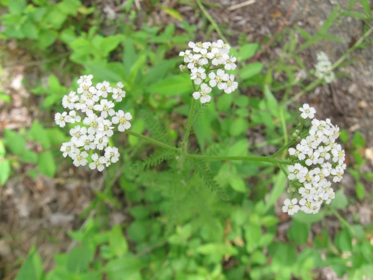 three white flowers with green leaves growing in the background