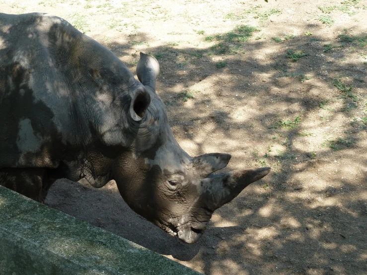 an adult white rhino laying down in dirt
