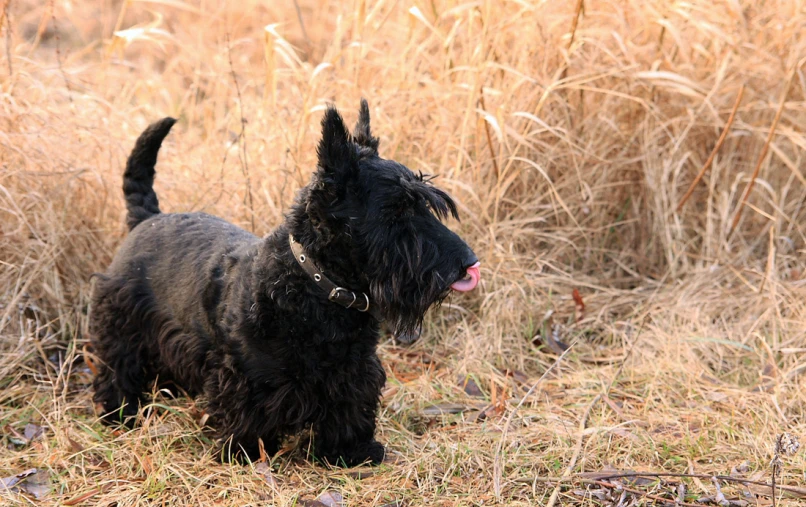 a black dog with its mouth wide open in a grassy field