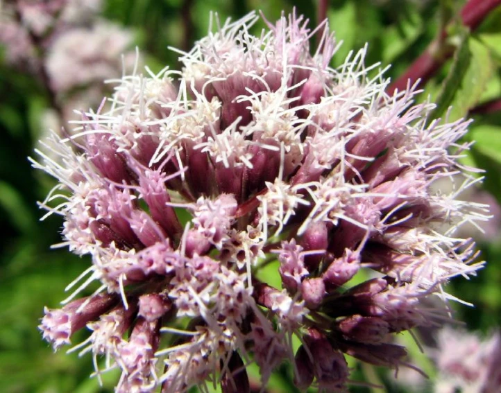 a group of purple and white flowers in the sun