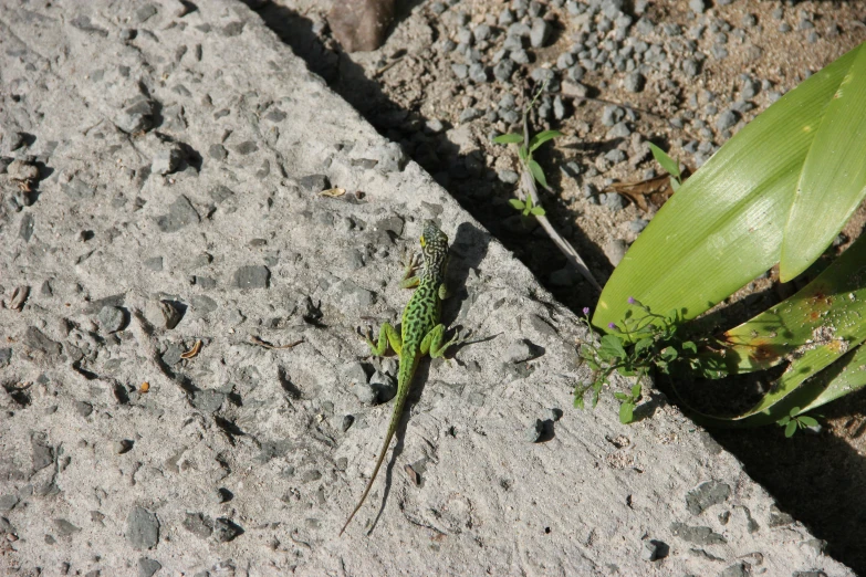 an insect is on the ground next to plants