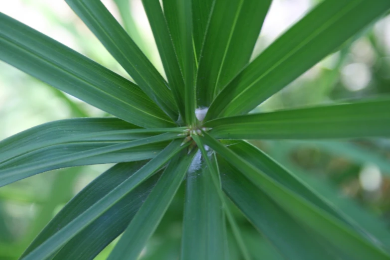 view from the top of a very large green leaf