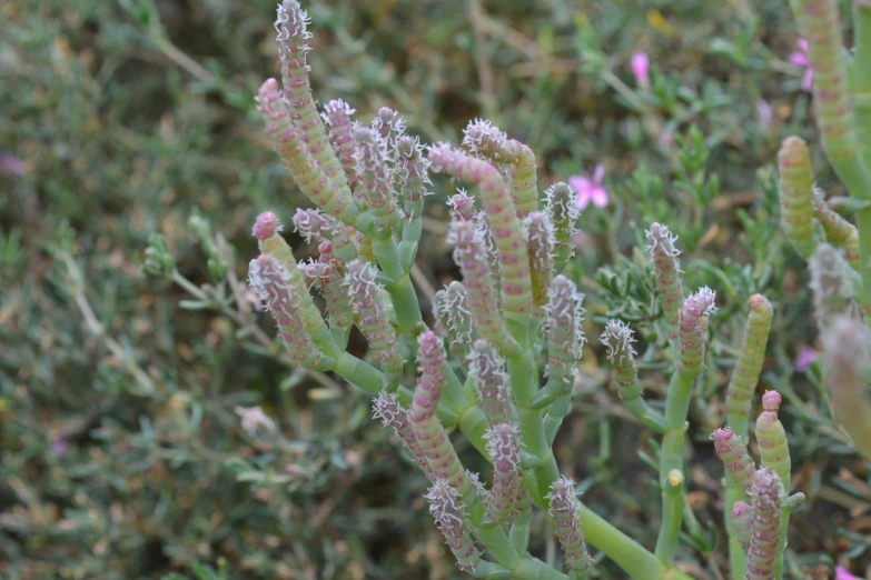 a bunch of plants with frost on them