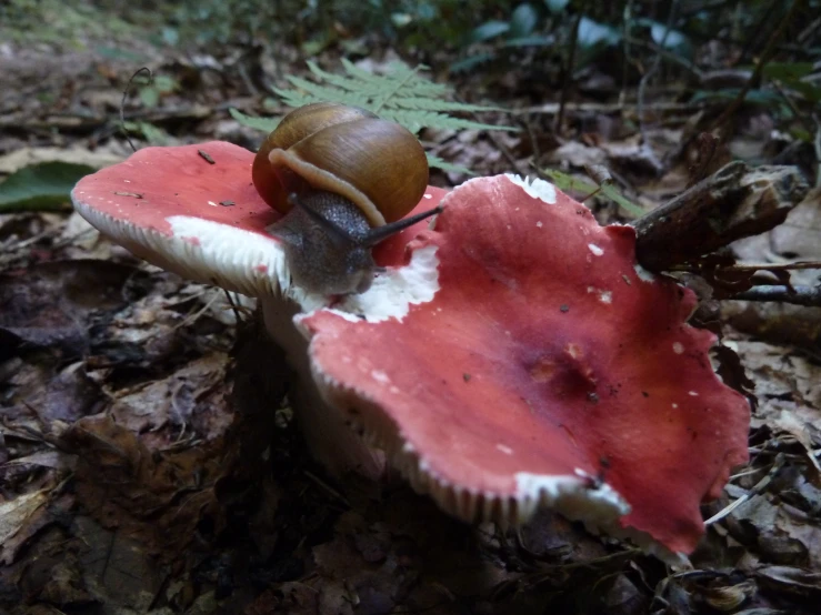 snail on top of red mushroom on the forest floor