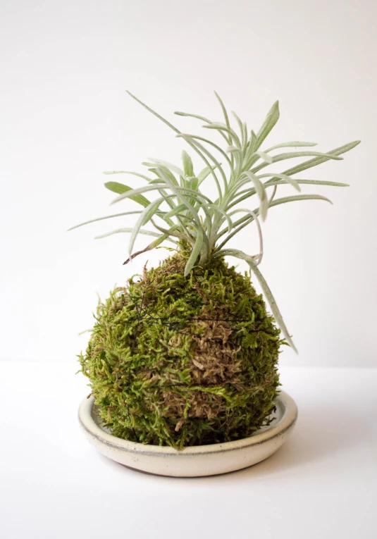 a potted plant with green plants growing out of it