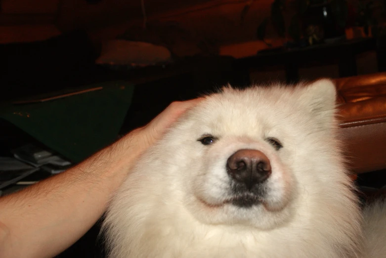 a close - up of a dog being petted