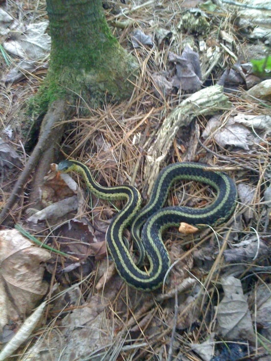 a colorful snake laying on the ground in the grass