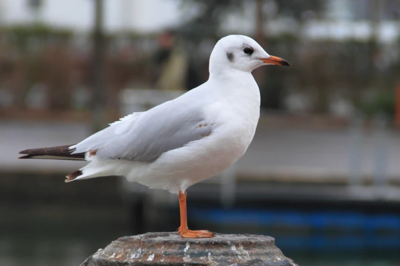 a seagull standing on top of a block near water