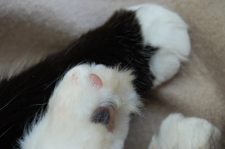 a white and black kitten laying next to its paws