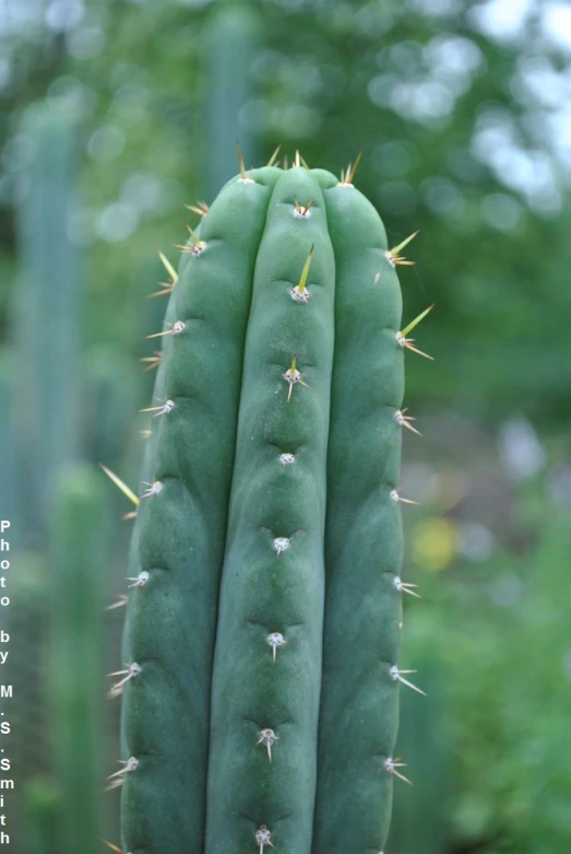 a closeup po of a green cactus plant
