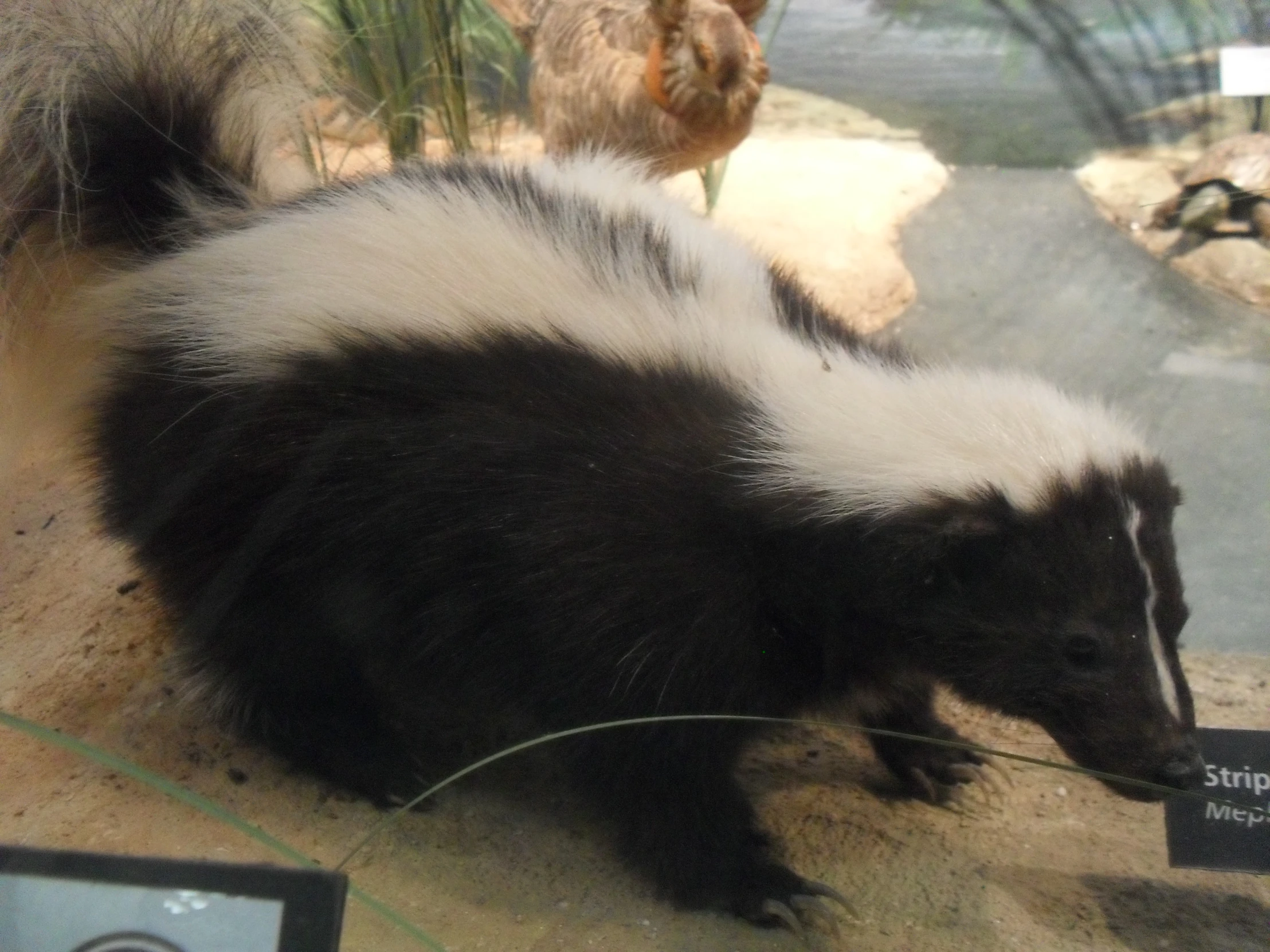 a skiky animal on display in a zoo