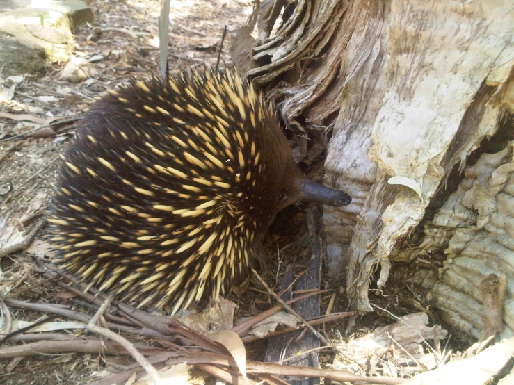 an eceat standing by a stump looking around