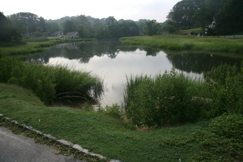 there are grass and a pond in the middle of the street