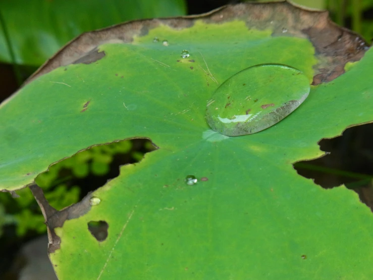 a leaf with water drops on it