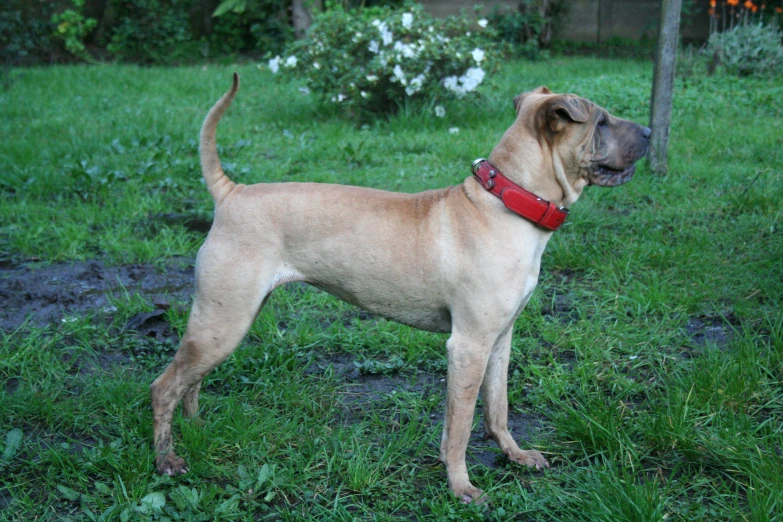 a dog stands alone in a green yard