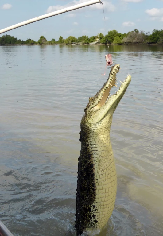 an alligator that is in the water with its mouth open