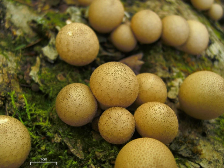 many different types of mushrooms on the moss