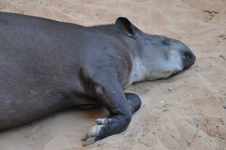 a large animal laying down on a sandy ground