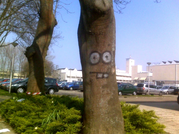 a face drawn in the trunk of a tree
