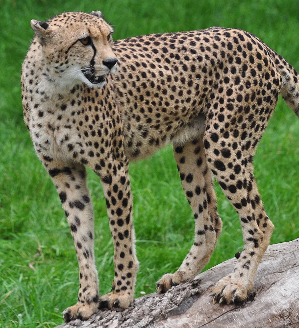 a cheetah looks forward as he is standing on a log