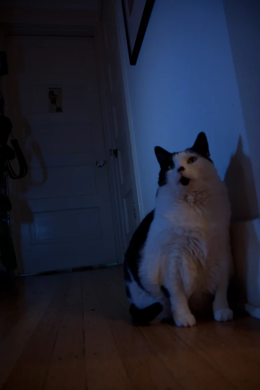 a white and black cat sitting on the floor in a dark hallway
