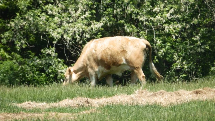 a cow grazing in the field on some grass