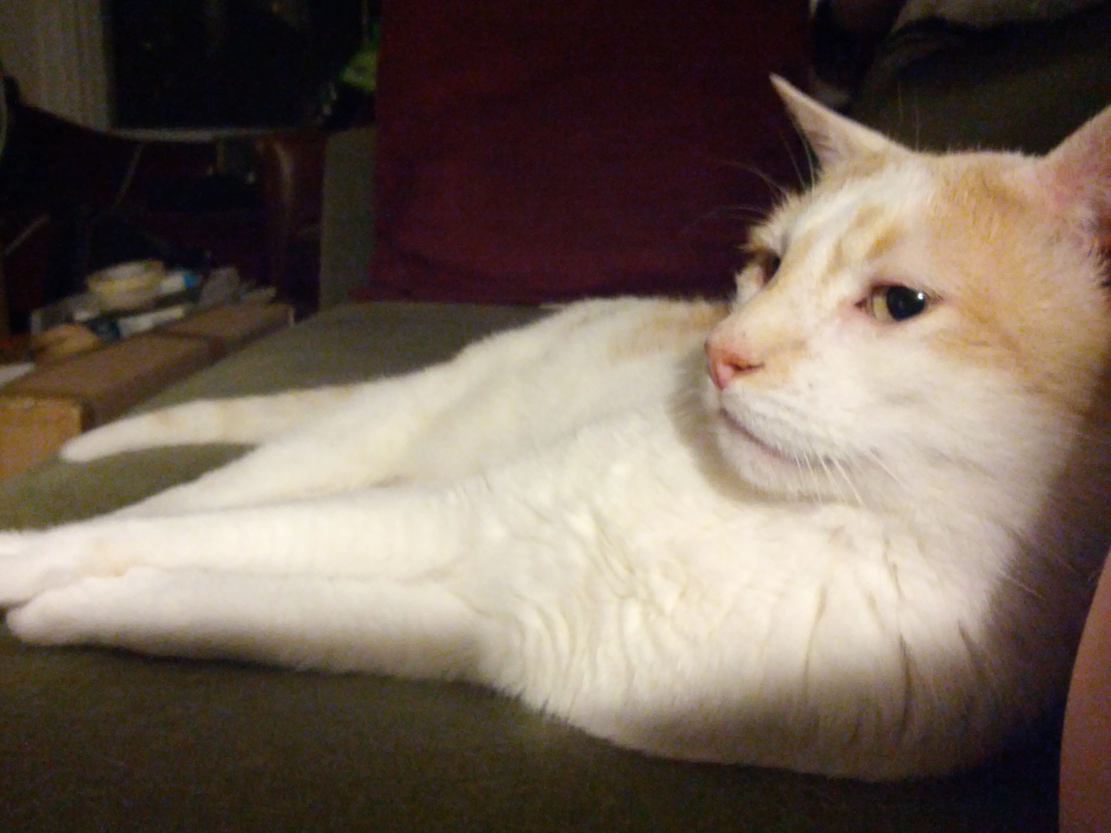 an orange and white cat laying down on a couch