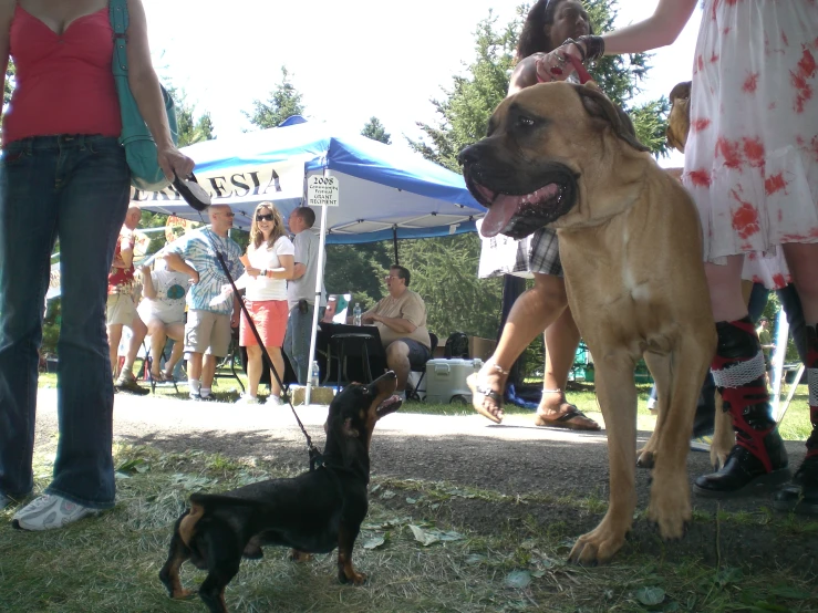 a dog with his tongue out, with people standing in the background