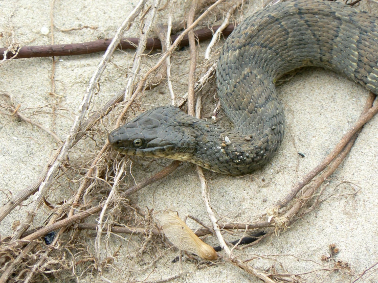 a snake is curled up on a sandy surface