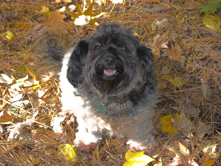 a small black and white dog sits on dry leaves