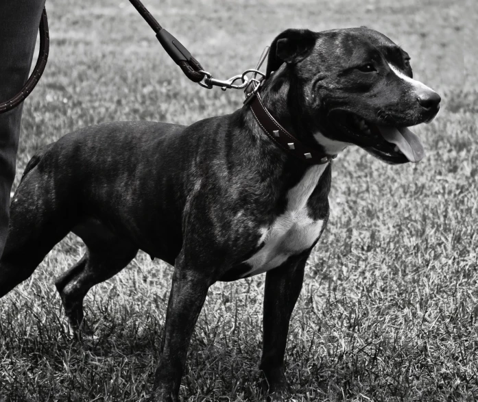 a dog on a leash with a man on the grass