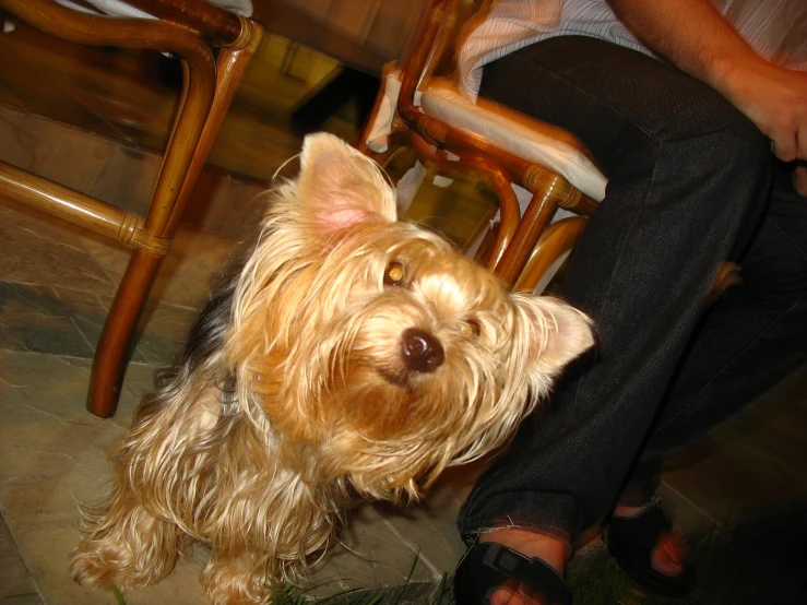 a dog on the ground staring at someone