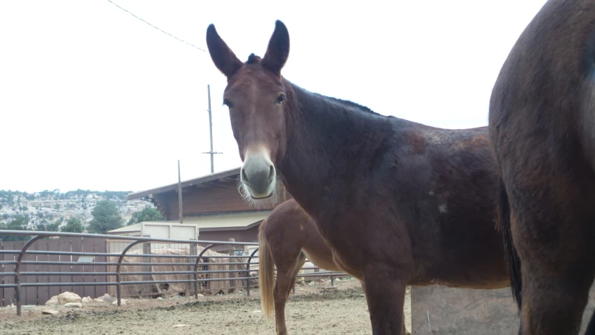 two horses standing in an enclosure on a sunny day