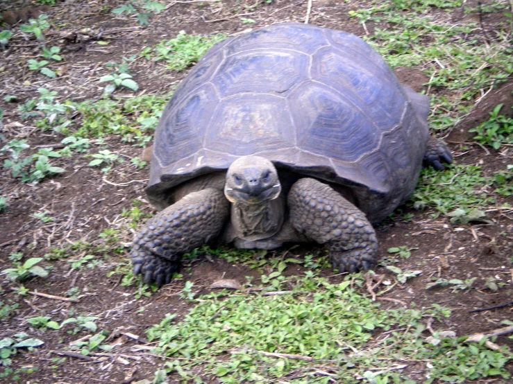 a large turtle sits on the ground near grass