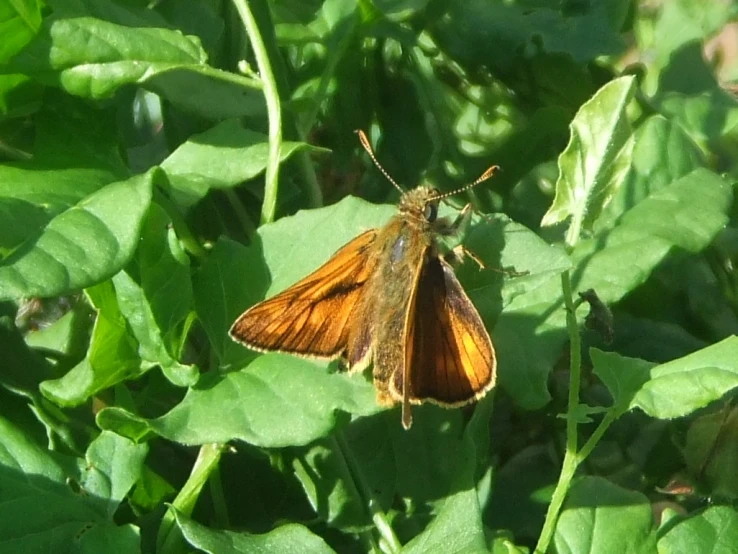a small brown erfly on green leaves