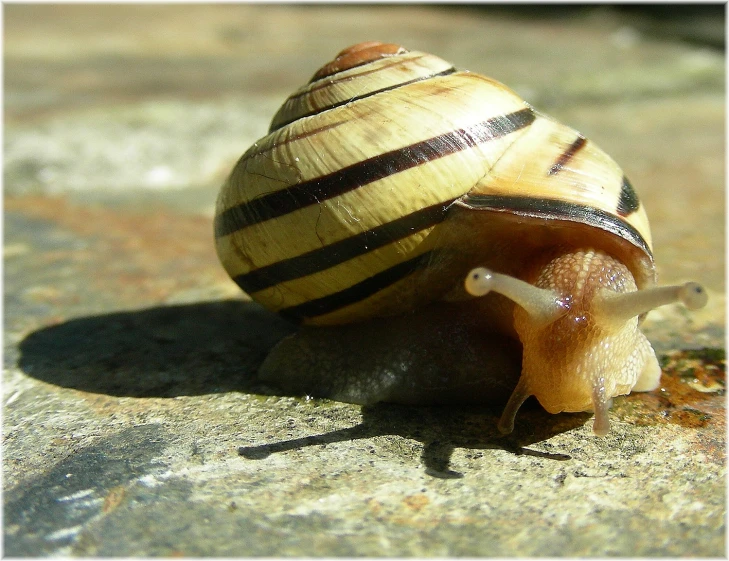 the snail has brown stripes on his shell
