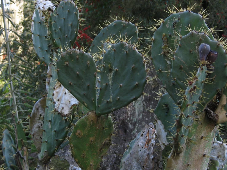 several cactus plants and a leafy area in the background