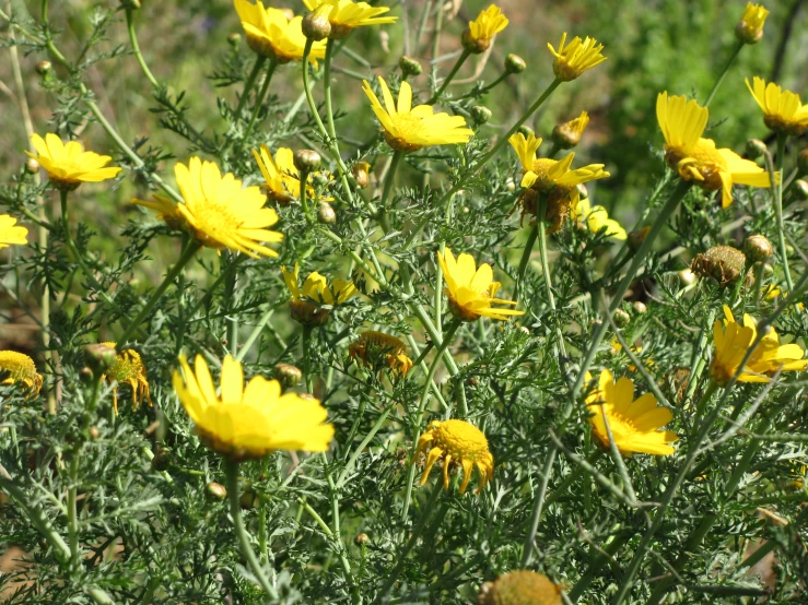 some bright yellow flowers in the middle of some bushes