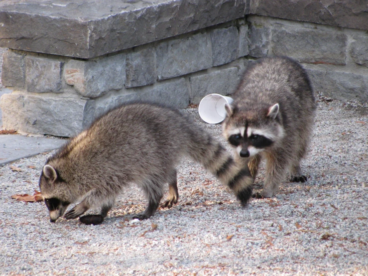 the couple of raccons are walking through the rocks