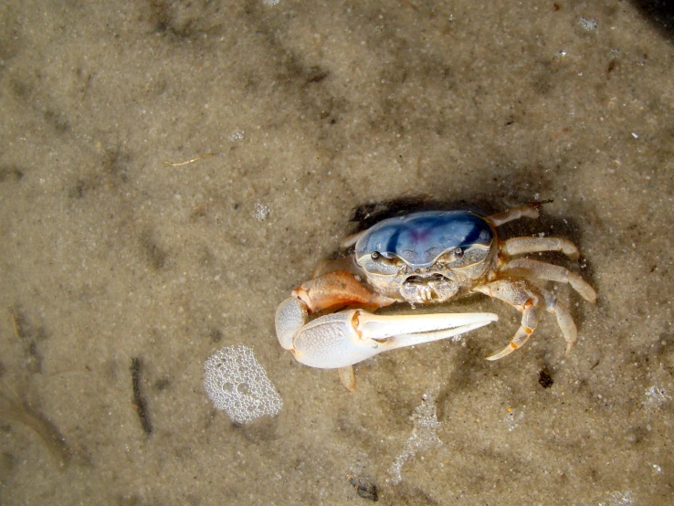 a crab is sitting in the sand on a beach