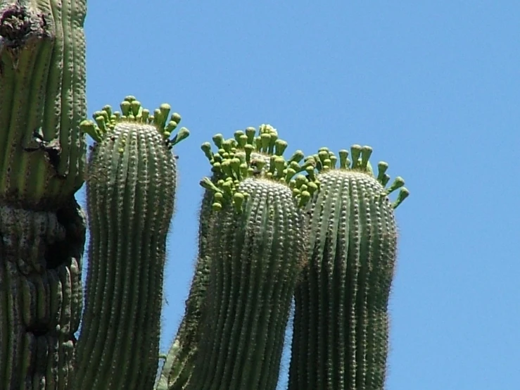 large cactus's are standing tall and the sky is very bright