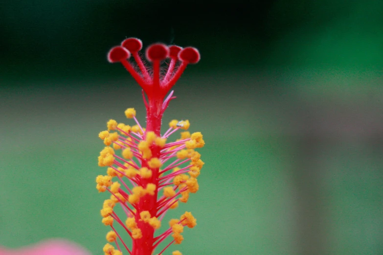 the stem and stigmas of this exotic plant look like they are not blooming