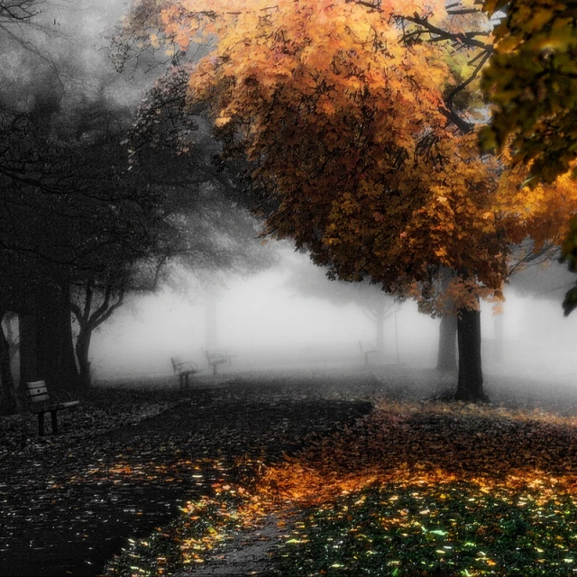 an autumn park scene with a foggy path and benches in the fall