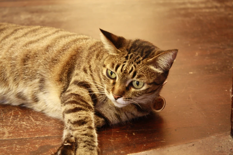 a small cat that is laying on the ground