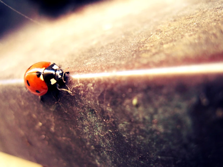 an insect crawling up against the side of a wall