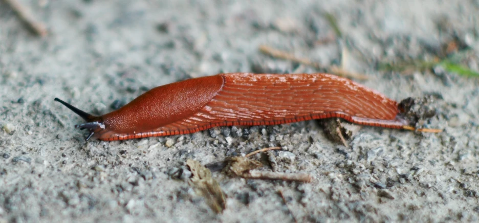 a slug sitting on the ground in a park