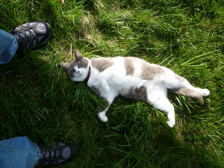 a cat lying on the grass with his legs and paws in the air